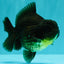 AAA Grade Black Yuanbao Female 4.5 inches #100226YB_11