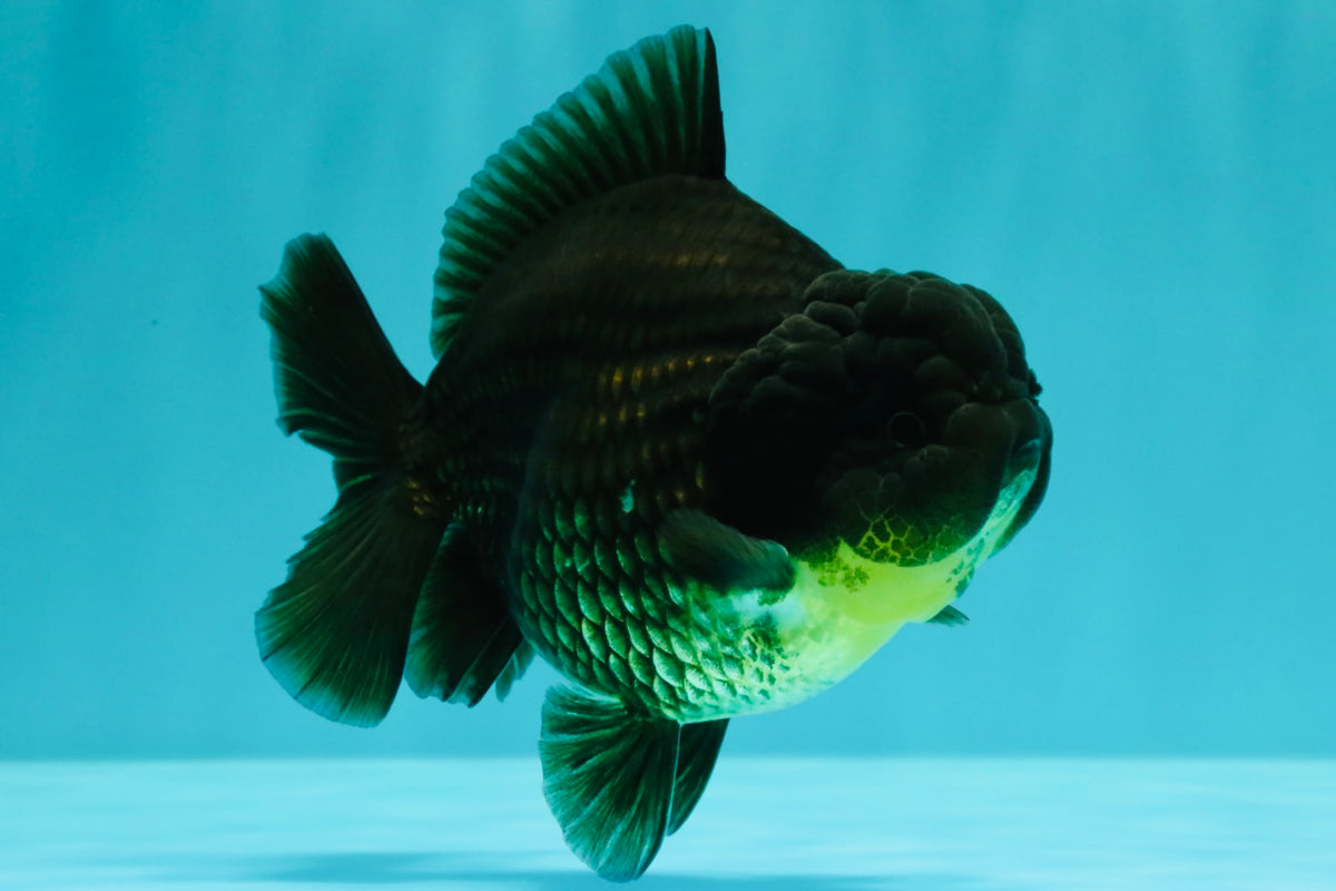 AAA Grade Black Yuanbao Female 4.5 inches #100226YB_11