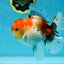 AAA Grade Godzilla Calico Sakura Button Eyes Oranda Male 5 inches #051625OR_17