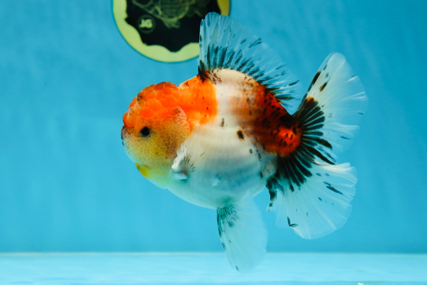 AAA Grade Godzilla Calico Sakura Button Eyes Oranda Male 5 inches #051625OR_17