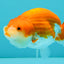 A Grade Red White LionQueen 4-4.5 inches #081426LC_18