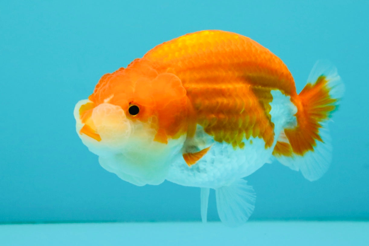 A Grade Red White LionQueen 4-4.5 inches #081426LC_18
