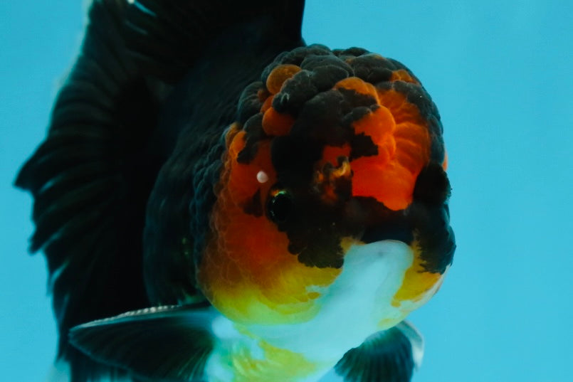 A Grade Tricolor Lava Head Oranda Male 5.5 inches #120624OR_04