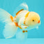 A Grade Red White Oranda Male 5.5 inches #102326OR_16