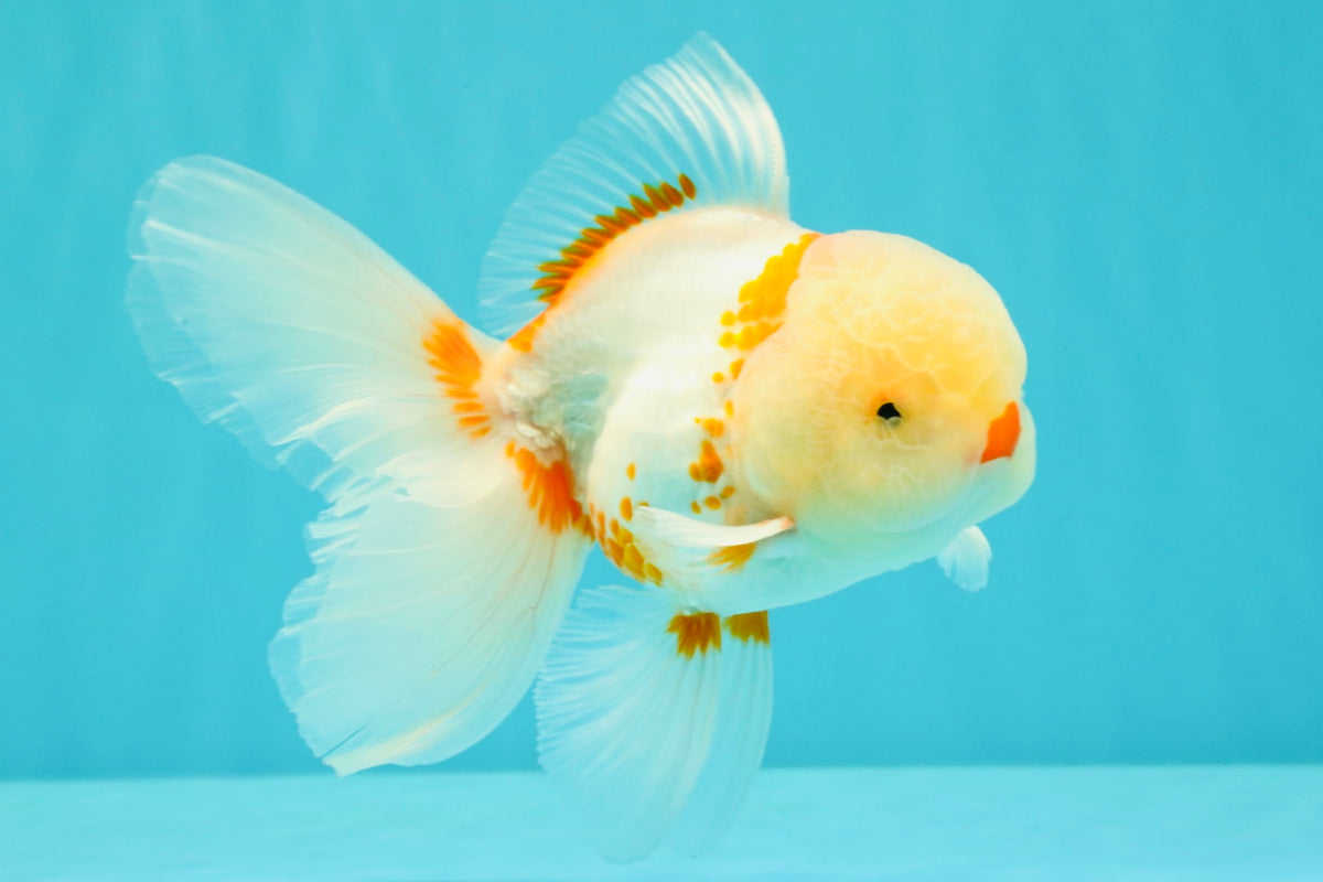 A Grade Red White Oranda Male 5.5 inches #102326OR_16
