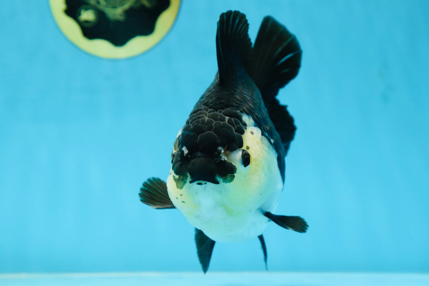 A Grade Panda Button Eyes Yuanbao 6 inches #080825YB_26