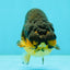 Apache Lionchu Female 4-4.5 inches #070326LC_31