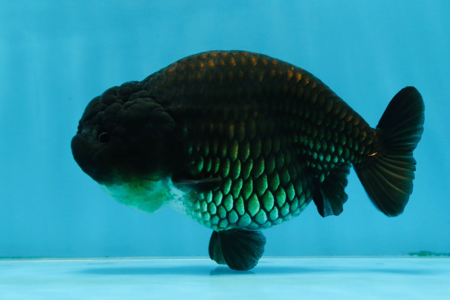 A Grade Black LionQueen 5-5.5 inches #071125LC_01