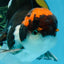 A Grade Color Pop Tricolor Oranda Male 4.5 inches #020725OR_25