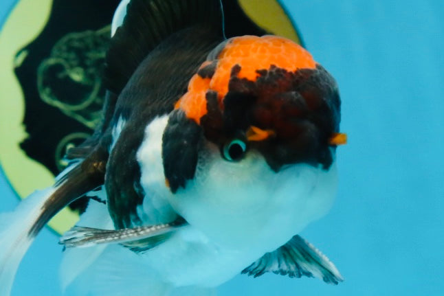 A Grade Color Pop Tricolor Oranda Male 4.5 inches #020725OR_25