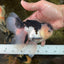 CHUBBY CHEEK Panda Oranda Male 5.5 inches #080125OR_19