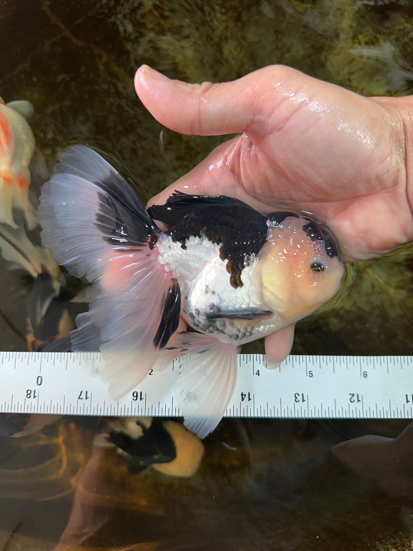 CHUBBY CHEEK Panda Oranda Male 5.5 inches #080125OR_19