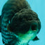 CHUBBY AAA Grade Platinum Black Blue Ranchu Male 5 inches #062626RC_09