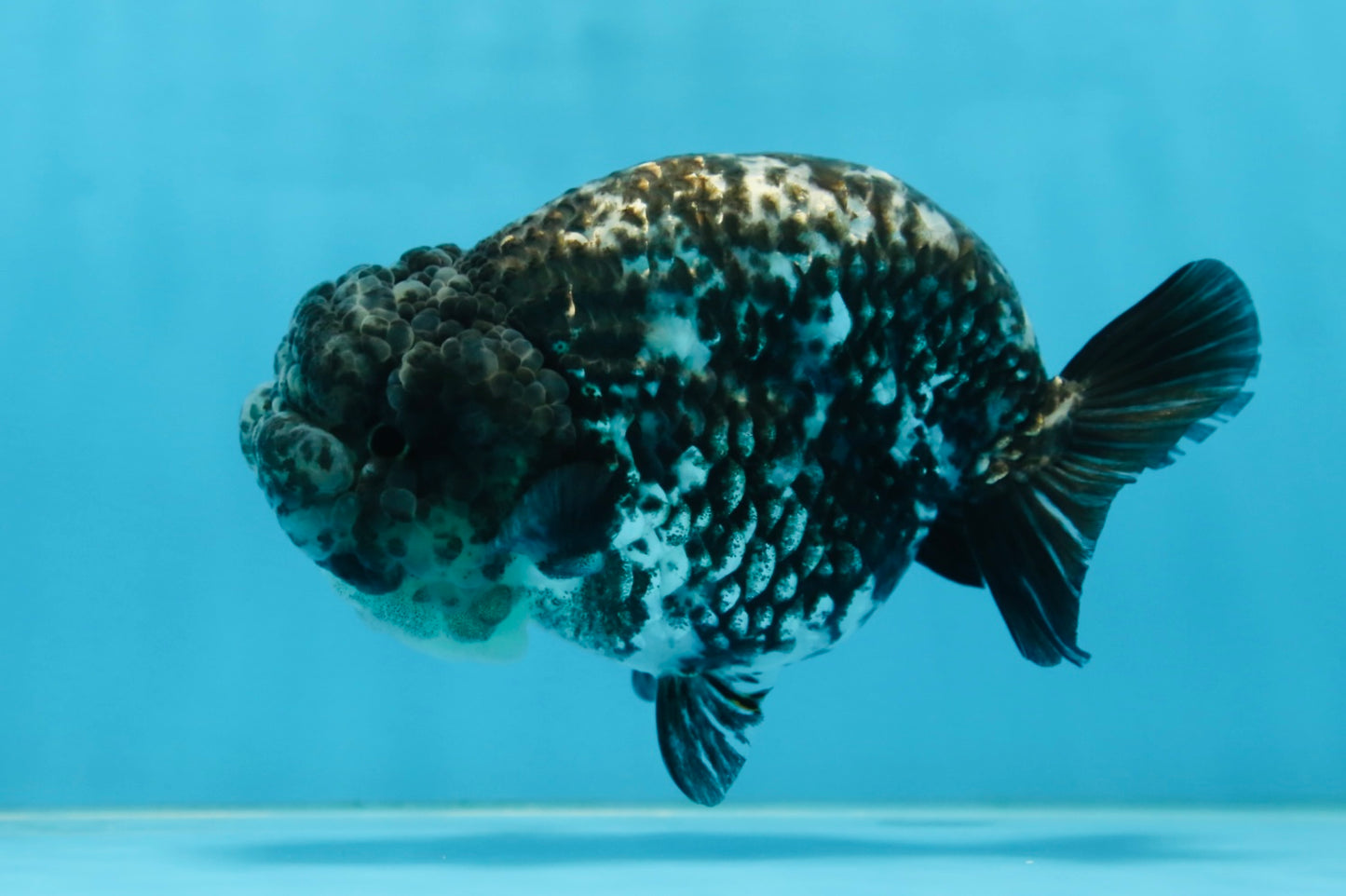 AAA Grade White Tiger LionQueen 5-5.5 inches #081525LC_04