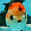 AAA Grade Special Button Eyes Tricolor Oranda Male 5 inches #110124OR_19