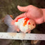 A Grade Red White Oranda Male 6 inches #071726OR_29