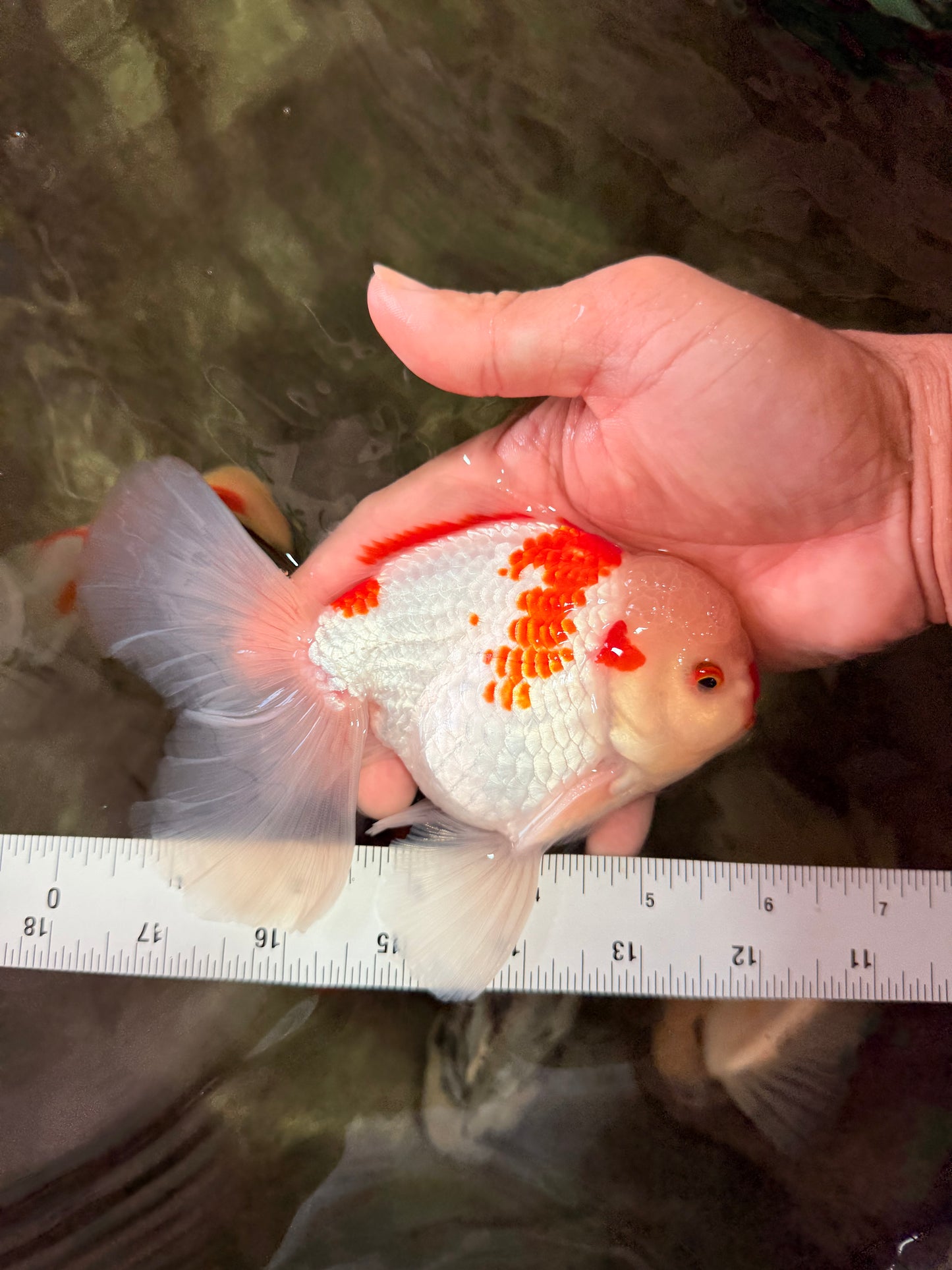 A Grade Red White Oranda Male 6 inches #071726OR_29