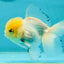 A Grade Lemonhead Oranda Male 4.5 inches #111524OR_21