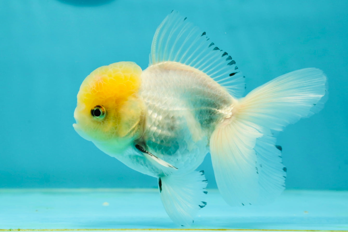 A Grade Lemonhead Oranda Male 4.5 inches #111524OR_21