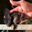 A Grade Impressive Black Oranda Male 5 inches #102524OR_10