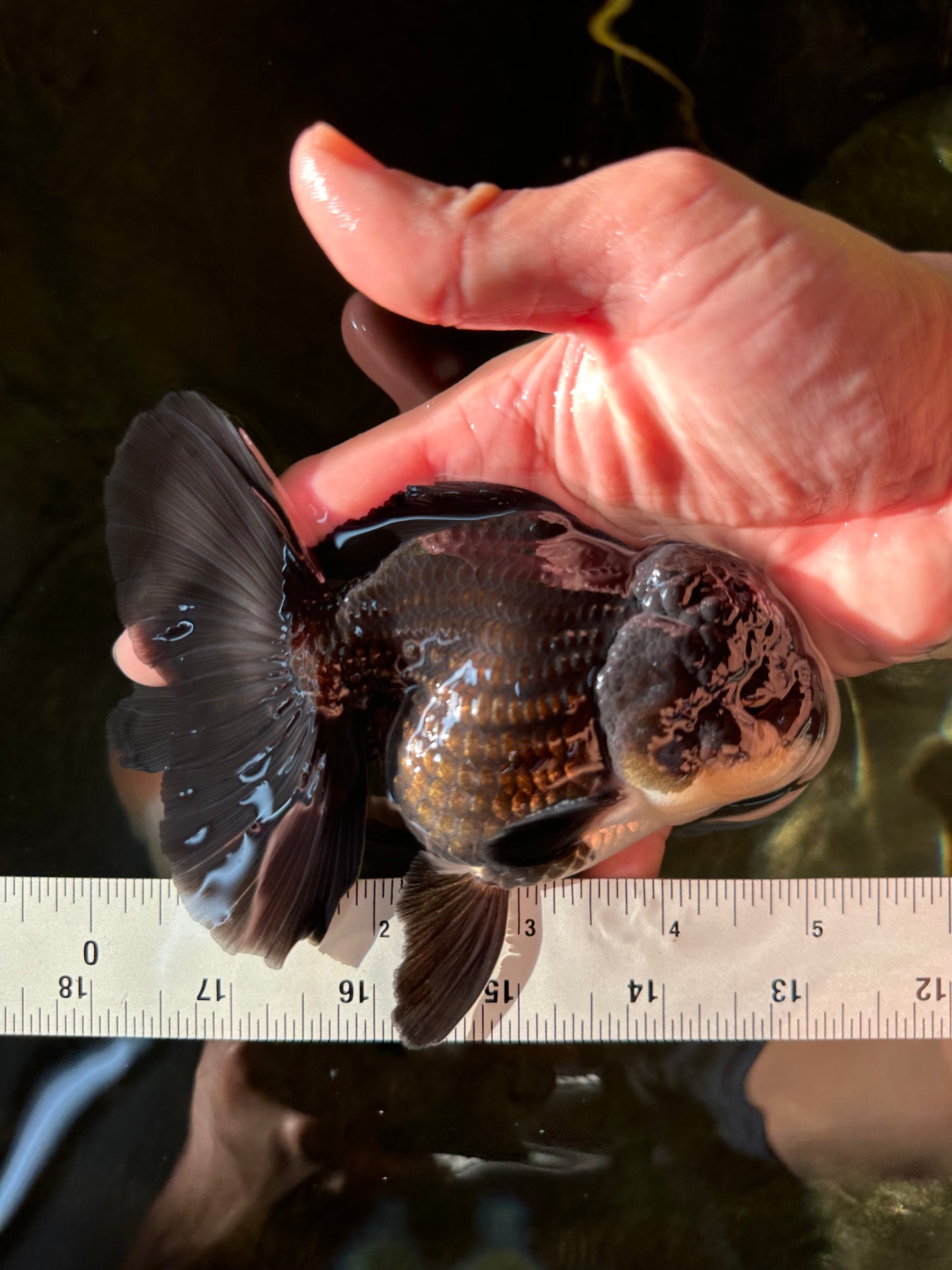 A Grade Impressive Black Oranda Male 5 inches #102524OR_10