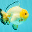 SUPER CUTE AAA Grade White Yuanbao Male 5 inches #061926YB_36
