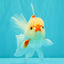 CHICKIE AAA Grade Red White Oranda Male 5-5.5 inches #062626OR_28