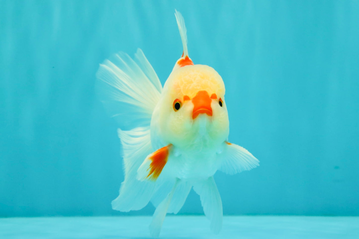 CHICKIE AAA Grade Red White Oranda Male 5-5.5 inches #062626OR_28