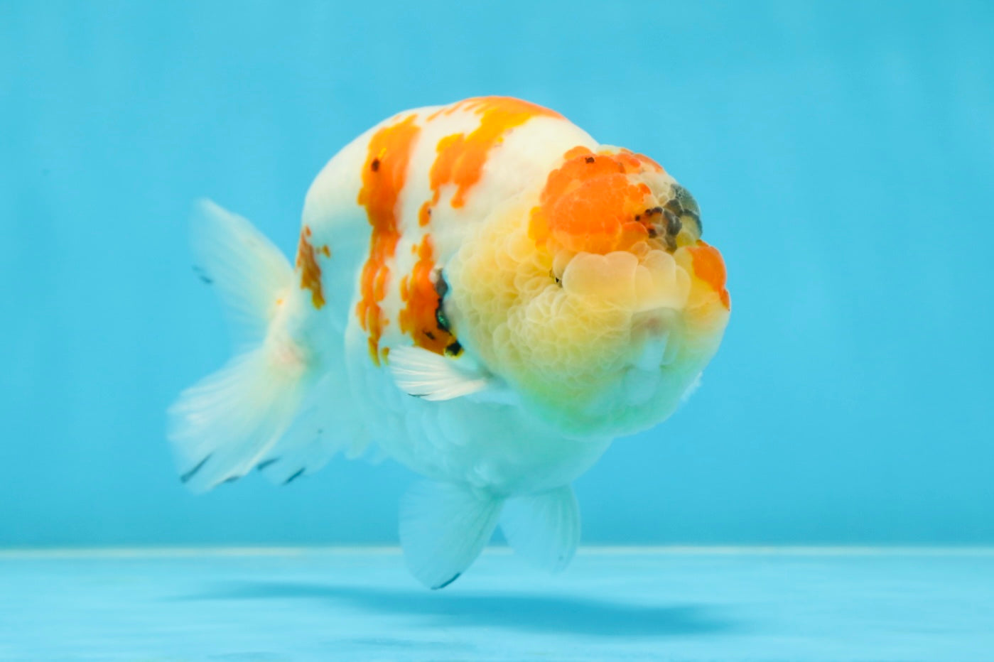 A Grade SPECIAL Kohaku Sakura LionKing 5 inches #051625LC_10