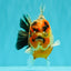 AAA Grade Calico Yuanbao Male 5.5 inches #073126YB_19