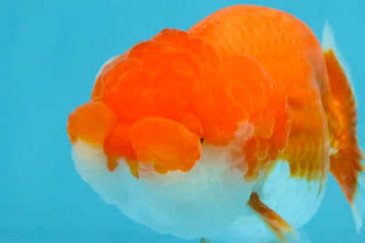 AAA Grade Red White LionQueen 4 inches #112825LC_02