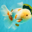 BEAUTY A  Grade Red White Oranda Male 6 inches #082126OR_08