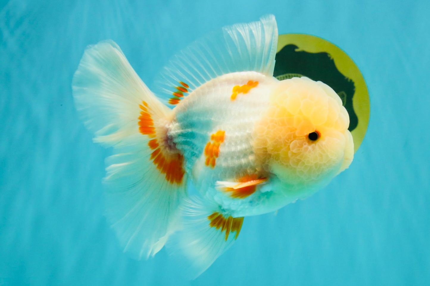 BEAUTY A  Grade Red White Oranda Male 6 inches #082126OR_08