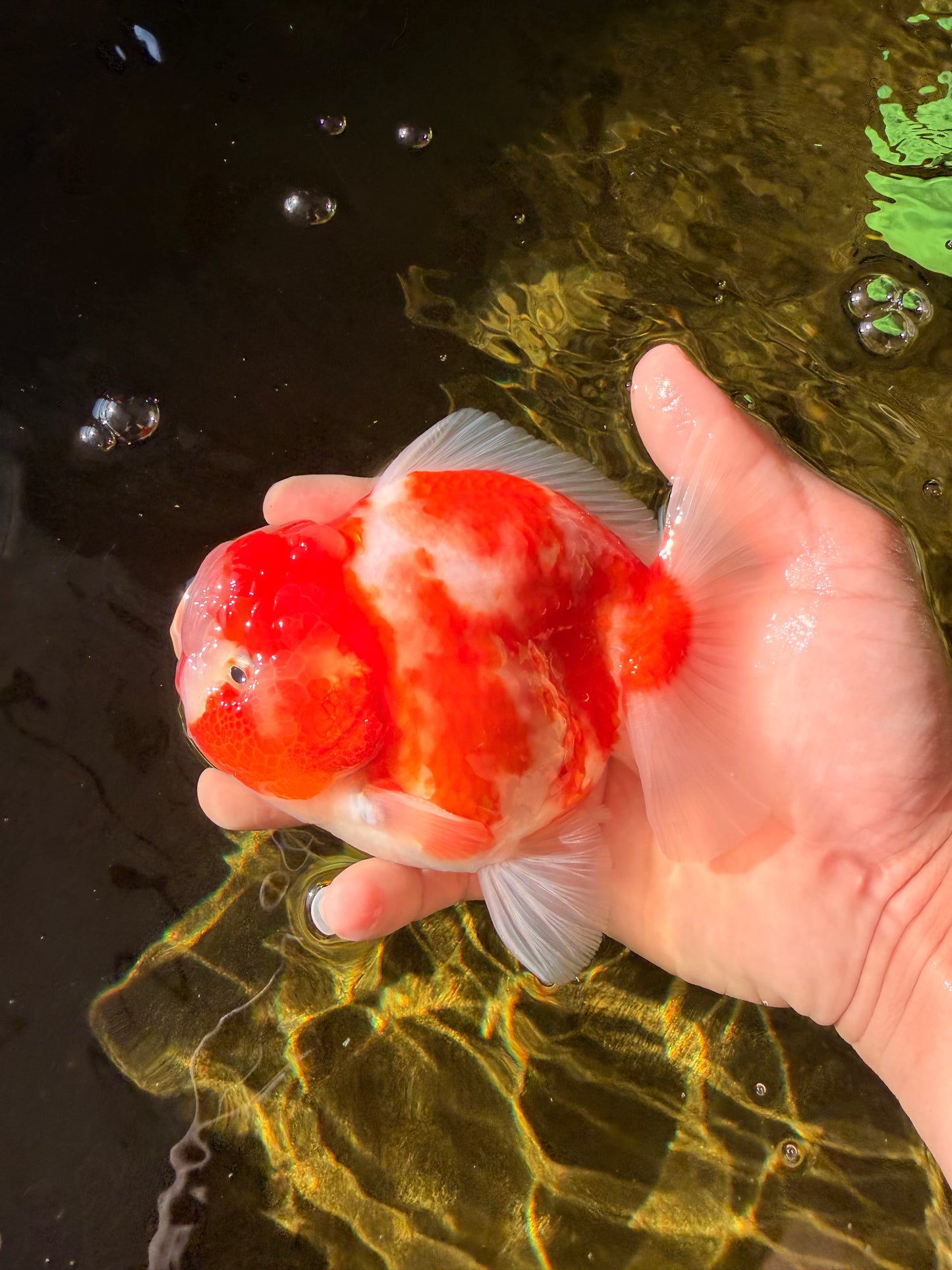 CHONKY AAA Grade Sakura Yuanbao Male 5 inches #032026YB_19