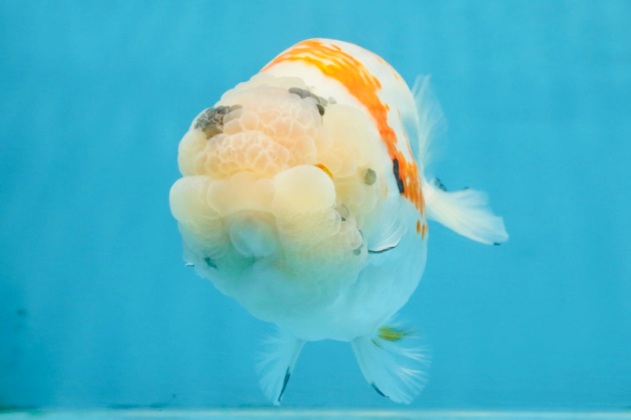 A Grade Sakura LionQueen 5.5 inches #110725LC_11