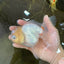 A Grade White Oranda Female 5.5 inches #062725OR_22