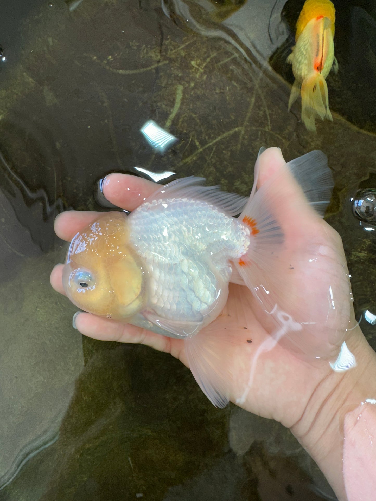 A Grade White Oranda Female 5.5 inches #062725OR_22
