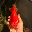 CHUBBY AAA Grade Red White Yuanbao Male 5-5.5 inches #051526YB_12