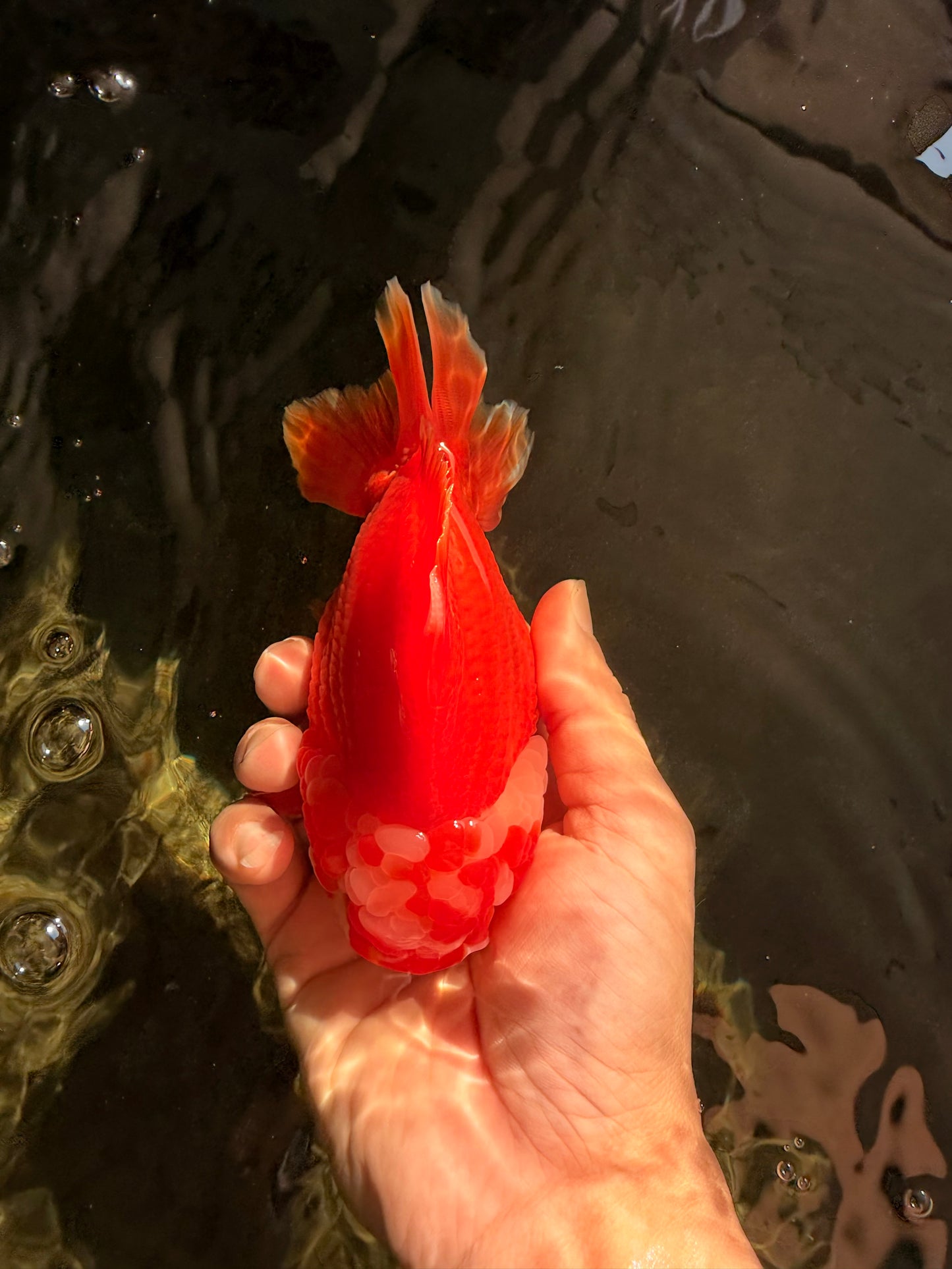 CHUBBY AAA Grade Red White Yuanbao Male 5-5.5 inches #051526YB_12