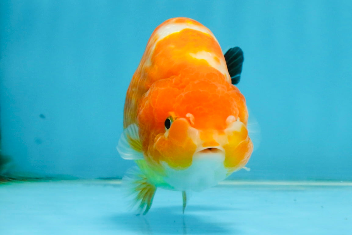 Sakura Chinese Ranchu Female 5 inches #120525RC_06