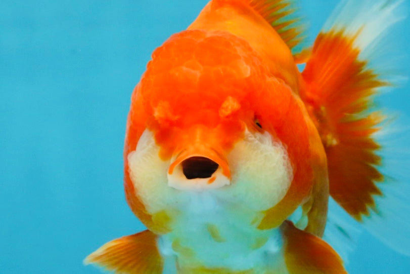 CHUBBY AAA Grade Red White Yuanbao Male 4.5 inches #121225YB_01