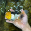 A Grade Panda Oranda Female 5.5-6 inches #082925OR_09