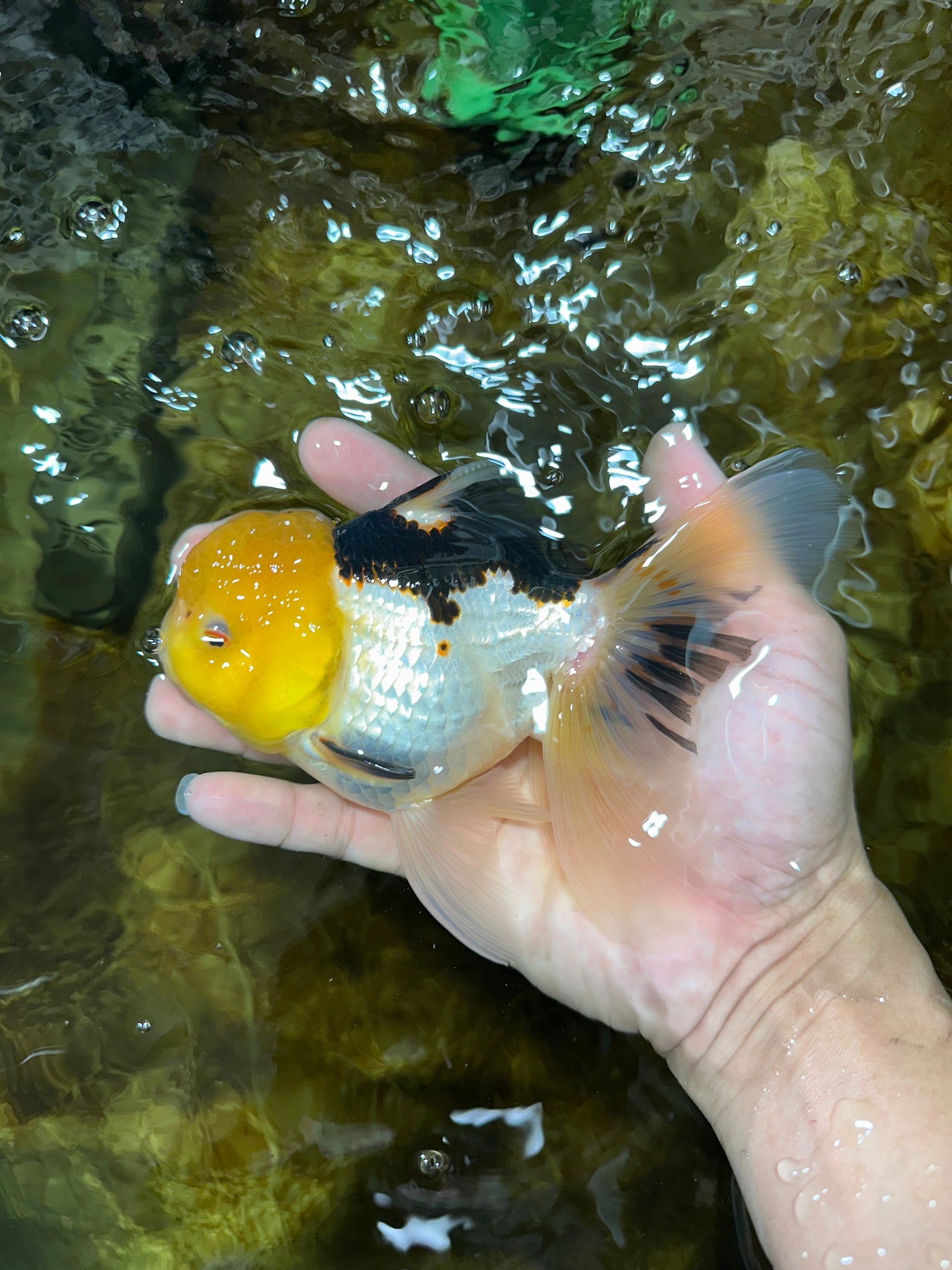 A Grade Panda Oranda Female 5.5-6 inches #082925OR_09
