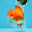 A Grade CHONKY Red White Oranda Female 6 inches #091925OR_09