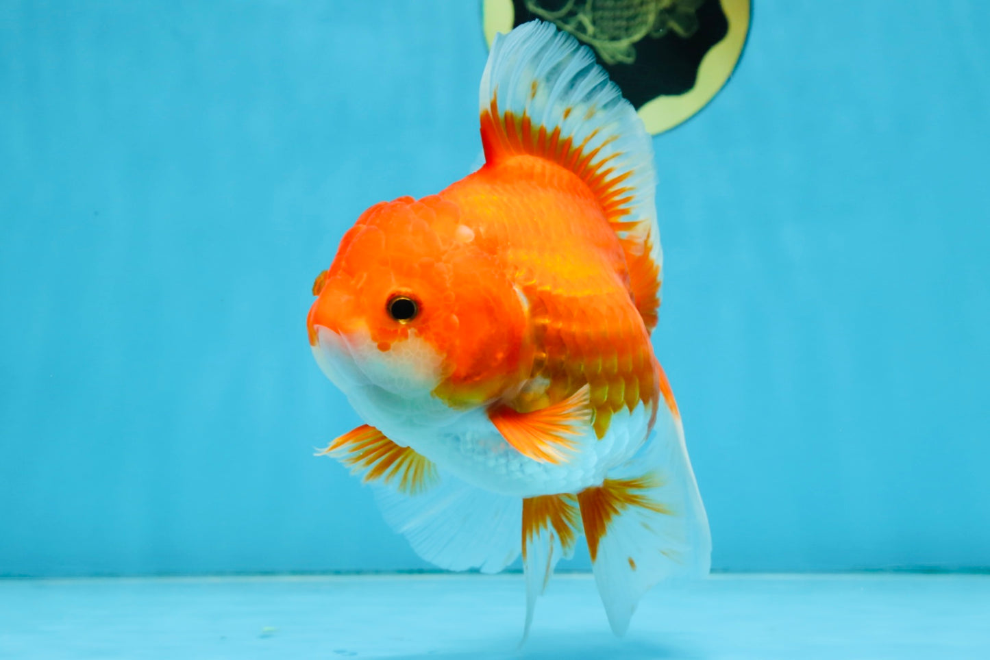 A Grade CHONKY Red White Oranda Female 6 inches #091925OR_09