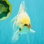 A Grade Marble Oranda Male 5.5-6 inches #062626OR_31