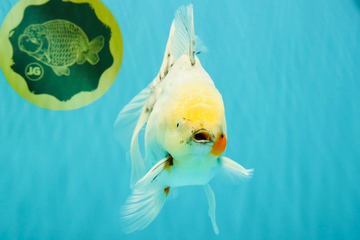 A Grade Marble Oranda Male 5.5-6 inches #062626OR_31