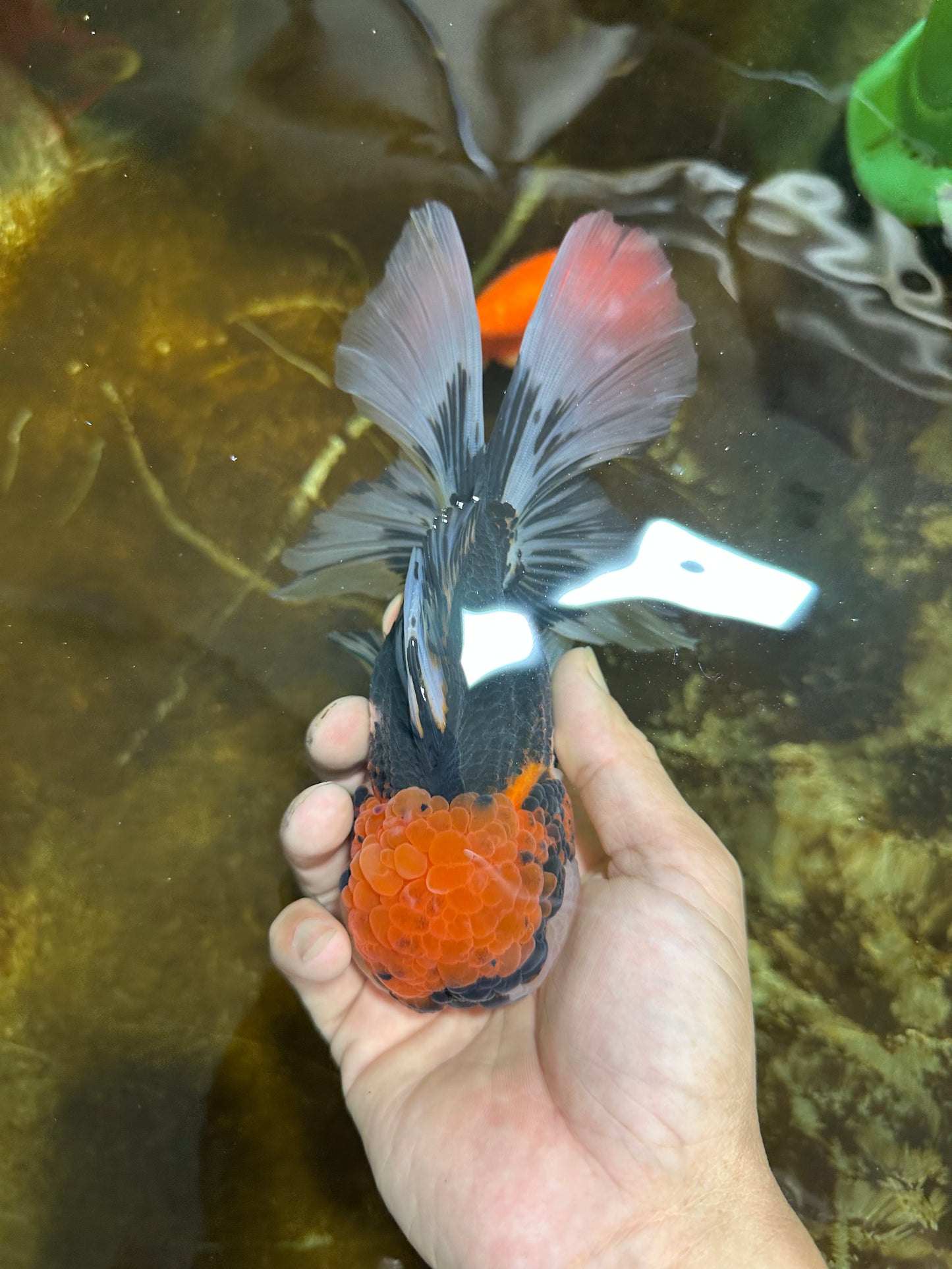 A Grade SUPER WEN Tricolor Oranda Female 6-6.5 inches #072525OR_22