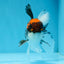 A Grade Color Pop Tricolor Oranda Male 4.5 inches #020725OR_25