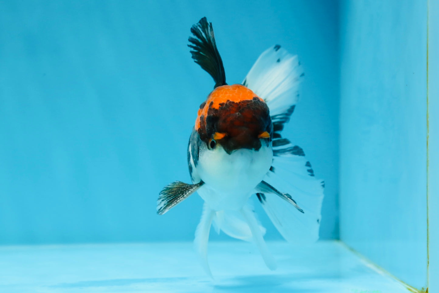 A Grade Color Pop Tricolor Oranda Male 4.5 inches #020725OR_25